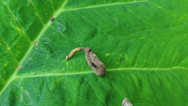 Two small insect larvae resting on the surface of a vibrant green leaf in a garden environment