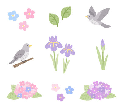 初夏の花とホトトギスのイラスト素材セット