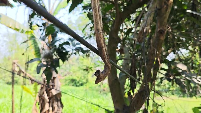 A long brown snake hanging from a tree branch in a lush tropical garden during the daytime hours