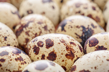 Closeup view of quail eggs. Macro shot