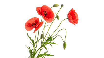 Naklejka premium Poppies stand tall with vibrant red petals and green stems in a simple background setting in daylight on a transparent background.