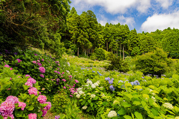 Obraz premium 千葉県 服部農園の紫陽花風景 