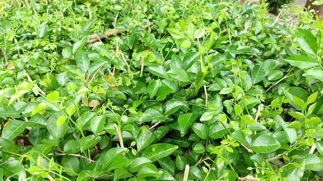 A dense, vibrant green shrub with lush foliage, creating a natural, verdant backdrop perfect for garden or landscaping inspiration