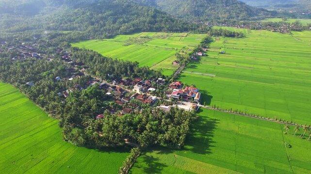 Aerial drone footage of Panggul green rice fields, in Trenggalek regency, Java island, Indonesia, with some roads and a small village surrounded by small forest and hills behind, in Panggul town