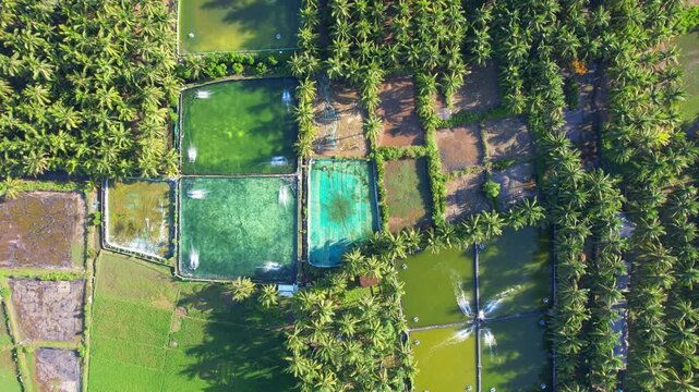 Aerial drone footage of active small fish pond farms from above, in Panggul bay area, Trenggalek regency, Java island, Indonesia, with light forest around, water sprinklers, before sunset 