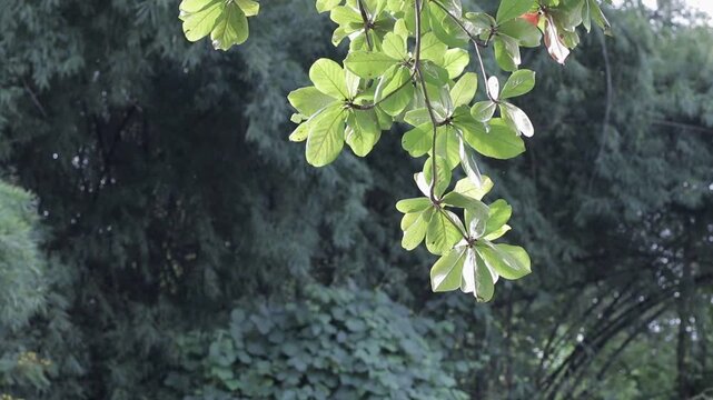 Close-up of green leaves with soft sunlight filtering through in Kanchanaburi, Thailand. Refreshing and tranquil tropical nature background