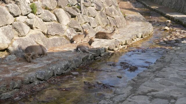 Slow motion landscape showing sika wild deer species resting beside river water system along a rocky embankment on Miyajima Island in Hatsukaichi town village Hiroshima Japan nature and tourism