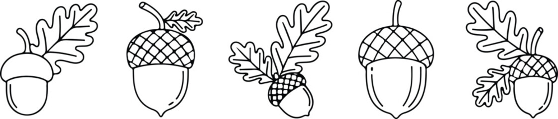 Vintage botanical illustration of five different acorn varieties isolated on transparent background © MDMUNNA