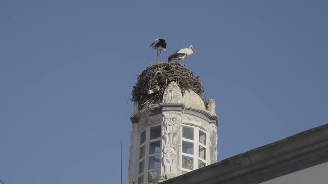 Two storks resting in a nest atop a historic building in Faro.