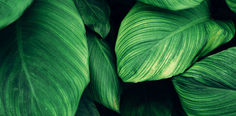 abstract tropical leaf textures on dark tone, natural green background © Nabodin