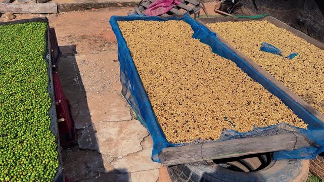 Coffee Beans Drying Racks In The Sun At Khun Chang Kian Village, Chiang Mai, Thailand. Tracking Shot