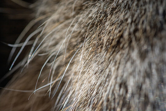 Gros plan macro sur la texture du pelage d'un chat tigr&eacute;