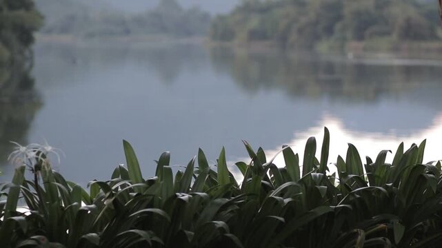 Lush green plants by the river with a soft blurred mountain background in Kanchanaburi, Thailand. Tranquil and refreshing tropical nature scene.