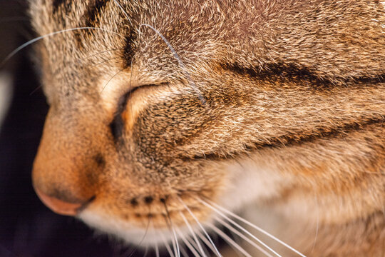Gros plan macro sur le profil d'un chat tigr&eacute; endormi, d&eacute;tails des moustaches et du pelage