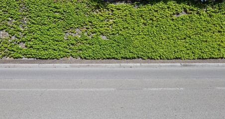 Stone wall almost fully covered by ivy in springtime. Sidewalk and street in front. Background for copy space. © luca piccini basile
