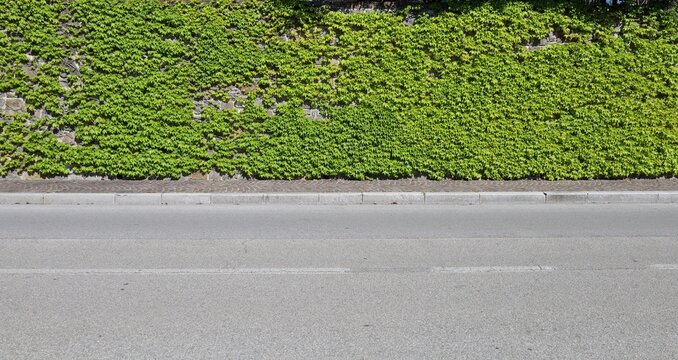 Stone wall almost fully covered by ivy in springtime. Sidewalk and street in front. Background for copy space.