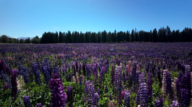 Lupin Meadow With Forest And Mountain Ridge