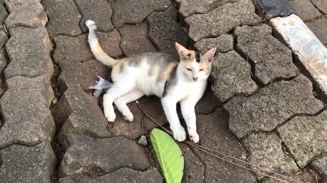 A calico cat with white, cream, and grey patches rests on a textured, dark grey interlocking paved surface outdoors next to a green leaf.