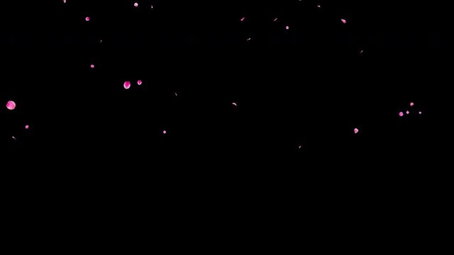 Slow Falling Small Pink Flower Petals Video Background with Alpha Channel, Realistic Ume Plum Blossom Animation Stock Video Overlay, Long Duration Calm Romantic Spring Wedding, 4K ProRes 4444