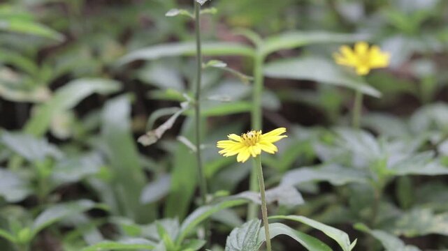 Close-up of small yellow wildflowers blooming in a lush green field in Kanchanaburi, Thailand. Refreshing and beautiful nature scene with soft natural lighting.