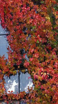 Bright red green ivy plant climbing on reflective glass building wall in autumn