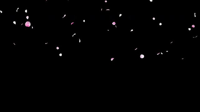 Slow Falling White and Pink Flower Petals Video Background with Alpha Channel, Larger Natural Flow Ume Plum Blossom Animation Stock Video Overlay, Long Duration Spring Wedding Celebration, 4K ProRes