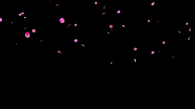 Slow Falling Pink Flower Petals Video Background with Alpha Channel, Larger Natural Flow Ume Plum Blossom Animation Stock Video Overlay, Long Duration Romantic Spring Wedding Celebration, 4K ProRes