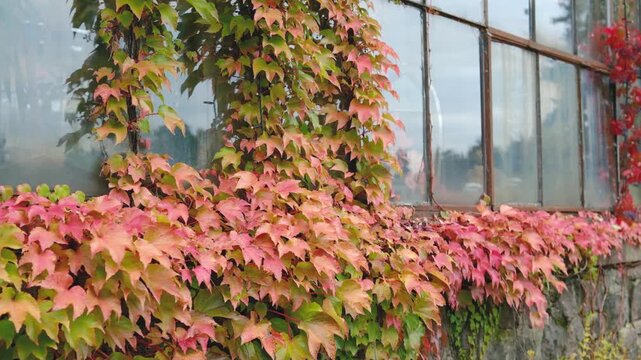 Autumn ivy climbing on old stone wall and large window with green and pink leaves.