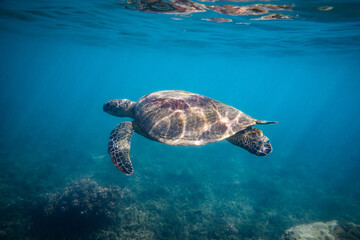 Obraz premium Portrait of a green sea turtle swimming over reef in a shallow lagoon on a bright sunny day. Photographed in the tropical clear waters on Fitzroy Island, on the Great Barrier Reef, QLD Australia.