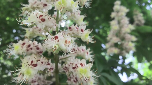 Sunshine shines through the inflorescence of small flowers on a blooming Horse Chestnut tree, the flowers sway in the wind against a dense green foliage on a sunny day, in backlit by the sun.