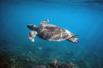 Obraz premium Portrait of a green sea turtle swimming over reef in a shallow lagoon on a bright sunny day. Photographed in the tropical clear waters on Fitzroy Island, on the Great Barrier Reef, QLD Australia.
