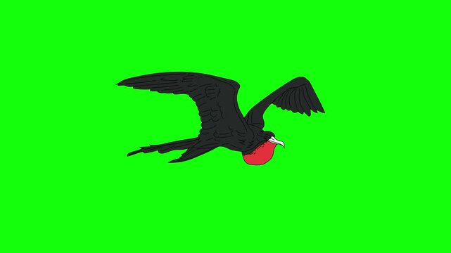 Animated 2D vector illustration of a black frigatebird flying, wings flapping slowly and gracefully, red throat pouch visible, isolated on green screen background.