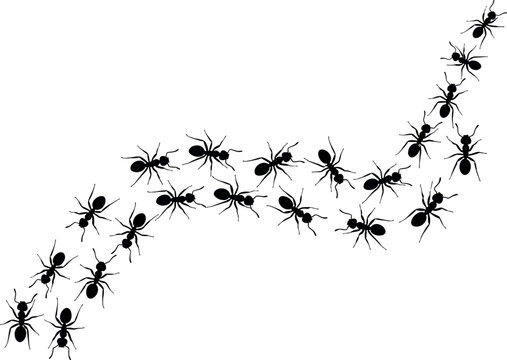 Black ant colony trail vector illustration showing group of ants walking in line isolated on white background