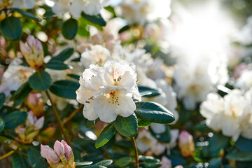 Fototapeta premium Spring, botanical or growth of flowers in garden for blooming season, outdoor decoration or ecology. Flare, rhododendron and eco friendly plants for sustainability, biodiversity or floral environment