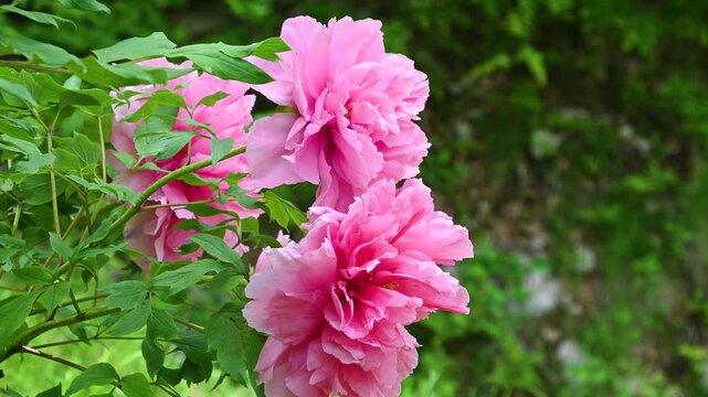 風に揺れる牡丹の花　日本