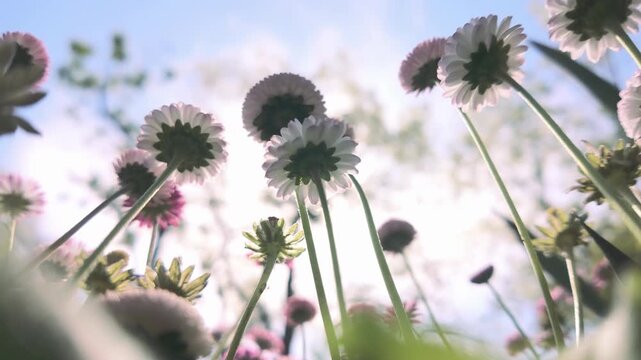 View from below on pink flowers of Daisies, Bellis perennis swaying in the wind on a spring day against a blue sky, close up
