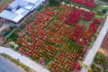 Aerial view of Phu Son village of bougainvillea blooms throughout Ben Tre, Vietnam © CravenA