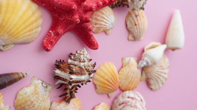 Assortment of seashells and red starfish scattered on a pink background in soft focus.