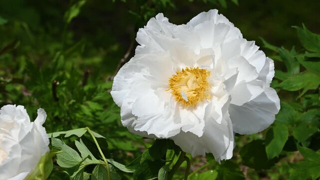大輪の白い牡丹　日本