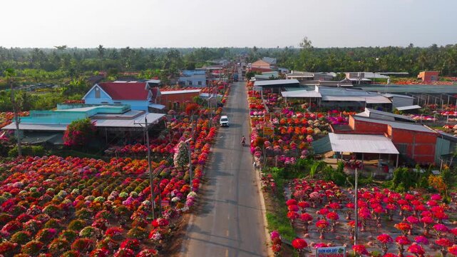 Aerial view of Phu Son village of bougainvillea blooms throughout Ben Tre, Vietnam