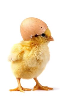 Funny yellow newly hatched small baby chick with cracked eggshell on his head on white background , spring and Easter celebration,  vertical HD loopable video footage, seamless loop