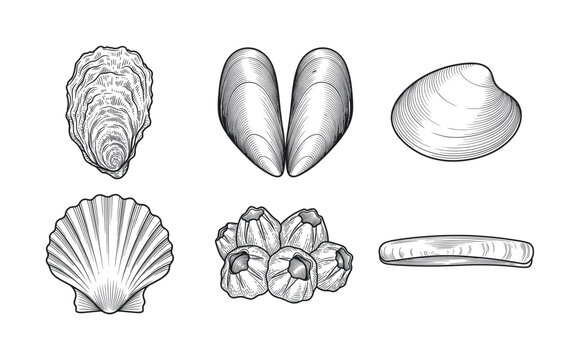 Set of hand-drawn seashells in a vintage engraving sketch style. Includes oyster, mussel, scallop, clam. Perfect for seafood restaurant menus, packaging, or educational designs.