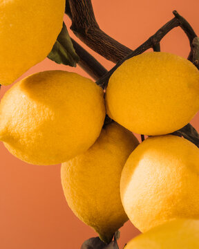 close up picture of lemons on a lemon tree photographed in a studio