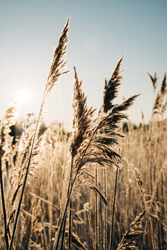 reeds blowing in the wind and sunset by the beach