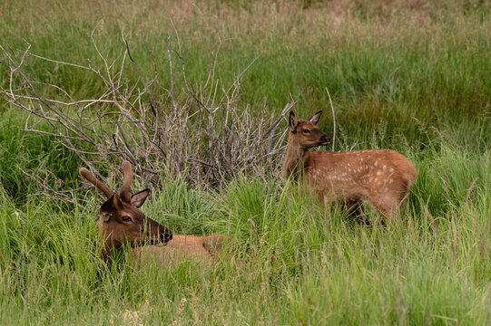 Young bull elk and calf resting in Estes Park meadow grasses