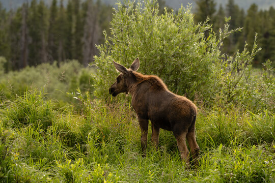 Brown fuzzy moose calf standing alone in lush natural meadow