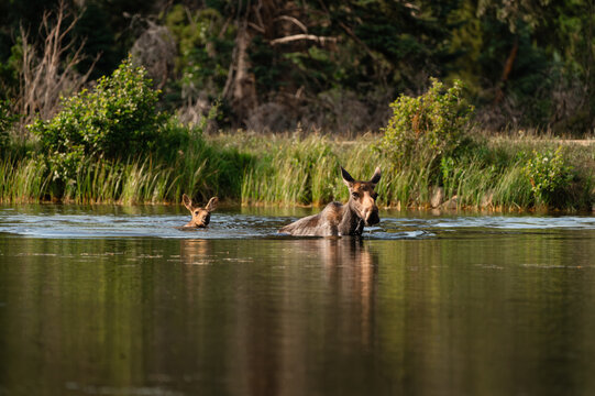 Mother moose and baby calf swimming together in a lake during summer