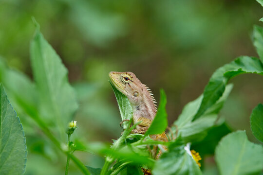 Small Lizard Clinging to a Green Leaf