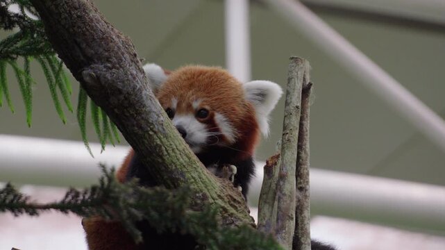 Red panda peeks from tree branches, curious and alert. Furry creature sits amidst greenery, eyes wide and watchful. Soft fur and sharp ears frame a gentle, natural expression