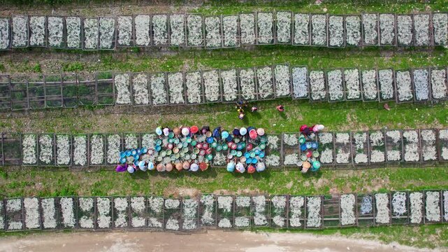 Aerial uplift drone footage from above of a colorful group of local ladies sorting dry small fishes from nets into baskets, wearing wooden hats, in Sumur port, Pandeglang regency, Java, Indonesia